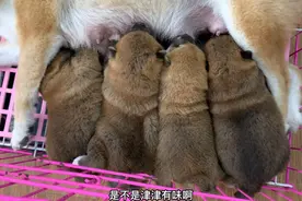 出生15天的小柴犬，一头扎进狗妈怀里疯狂抢奶吃，场面太壮观了！视频封面