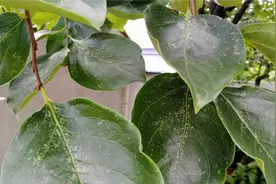 柿子叶用水泡一泡厉害了，原来它对人有这么多好处，值得看看视频封面