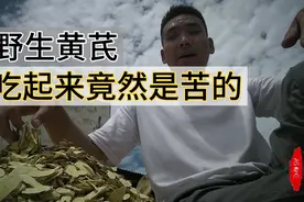 真野生黄芪味道甜中带苦，种植黄芪甜的舒服，原来是这么回事视频封面