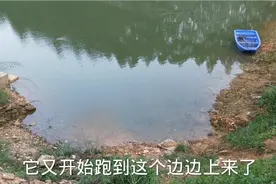 这是怎么了，发现山里水库边边全是这种野生的小鲫鱼视频封面