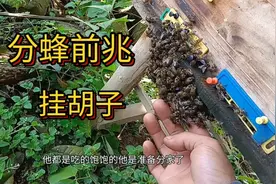 分蜂前兆，挂胡子视频封面