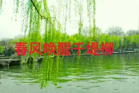 上联:春风唤醒千堤柳；下联:请赐？视频封面