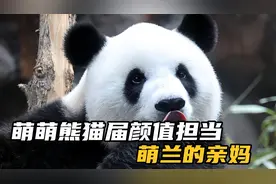 萌兰亲妈萌萌，终于知道萌兰为啥会整活了，看它亲妈就知道了视频封面
