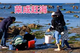 自驾荣成去赶海，东楮岛收获20斤海鲜，没车都拿不回来视频封面
