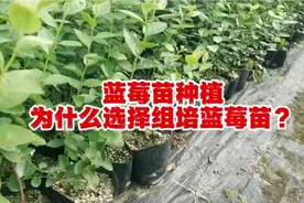 为什么要选择组培蓝莓苗？组培蓝莓苗有什么优势？视频封面