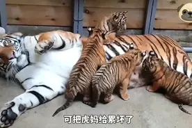 小老虎原来这么怕打针！虎妈一胎生下五只虎宝宝，可爱又呆萌视频封面
