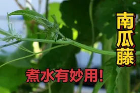 农村不起眼的南瓜藤，不仅能吃，还有厉害妙用？一起了解下视频封面