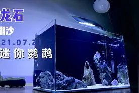 青龙石搭配珊瑚沙，迷你鹦鹉缸简约清爽一点视频封面