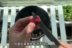 草莓后续来啦视频封面