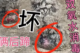 四蹄坏三驴还能站立吗？这伤太厉害了！躺在泥坑里弄得满身泥巴！视频封面