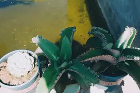 在这没有一个朋友，不想再去融入任何圈子，只想蜷缩在自己的世界视频封面