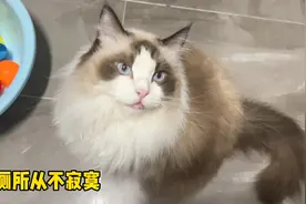 布偶猫粘人还话唠，上厕所都要跟着视频封面