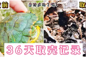 能否成功给这只巴西龟取壳呢？太守用了36天时间得出了结论视频封面