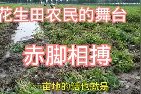 实拍河南农民伯伯拔花生现场，结果太意外了？视频封面