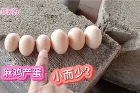 楼顶种菜箱养鸡，新买的鸡下蛋了，听说麻鸡下蛋小而少，对比一下视频封面