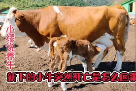 新生牛犊突然死亡是怎么回事？跟营养有很大关系，及时补充是关键视频封面