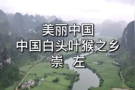 美丽中国之中国白头叶猴之乡  崇左视频封面