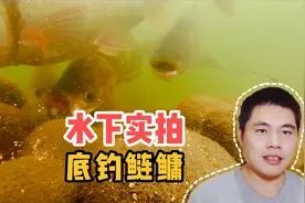 如果浮钓鲢鳙不好掌握，请学习底钓鲢鳙，新手易懂还能钓其它鱼种