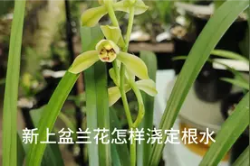新上盆的兰花需要延后浇水，还是连续浇几天定根水，视频分享经验视频封面