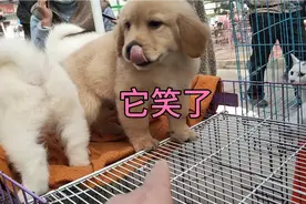 都是金毛为啥区别这么大？视频封面