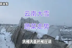 云南大雪势必影响蔬菜走势，极端天气对农业人意味着什么？视频封面