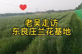走访山东新泰市东良庄兰花种植基地视频封面