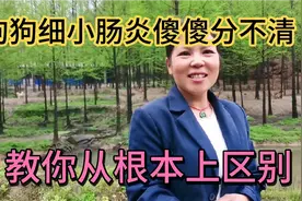 狗呕吐拉稀甚至拉血，到底是细小还是肠胃炎？3分钟让你全面了解视频封面