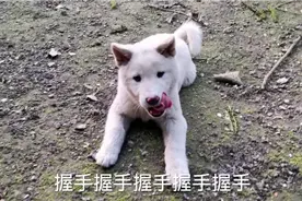 中华田园犬，没经过训练就能听懂主人的话，主动找主人握手视频封面