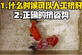 干货分享，兰寿追尾到什么情况可以人工挤籽，正确的挤籽姿势视频封面
