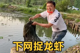 一大早和余雪回老家藕塘捉大龙虾，50条网个个有收获，太过瘾了！视频封面
