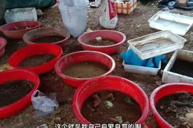 黑水虻养殖，一斤虫子要多少饲料？成本要多少？看完视频就知道了视频封面
