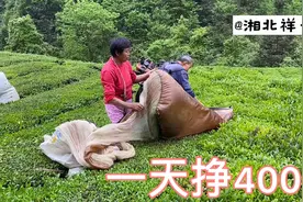 路过一片茶园，今年的鲜叶1.6元1斤，采茶工人一斤分成4毛钱视频封面