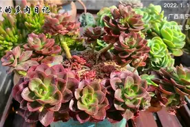 为了快速养成悬崖瀑布桩的巧克力方砖，配盆、配土都格外的走心视频封面