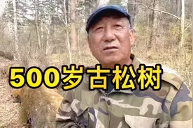 长白山有树木上千种，老刘今天认出15种，500岁松树你见过吗视频封面