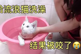 给新来的流浪小猫洗澡结果被它咬出血了，我该如何报仇？好气哦！视频封面