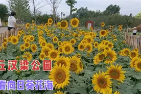 到河南商丘汉梁公园内，去看向日葵花海，走起！视频封面