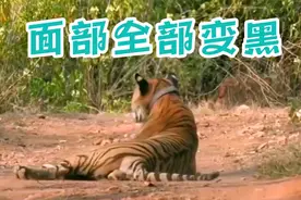 老虎被毒蛇咬伤后瘫在地上，一分钟过后，面部全部变黑视频封面