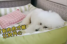 头被剃了狗狗一脸不开心哄也哄不好，非逼我拿杀手锏，搞笑