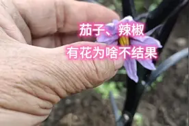 茄子、辣椒有花为啥不结果？原因就在这里，多数人都不知道视频封面