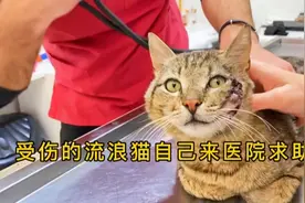 流浪猫以前来过医院看病，现在受伤了自己来找医生，真的太聪明了视频封面