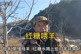 红糖水喂羊好，繁殖母羊更需要，老羊倌：长年喝最好视频封面