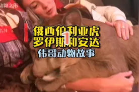 动物故事：俄罗斯合法许可养的西伯利亚虎罗伊斯和安达，可爱吗？视频封面