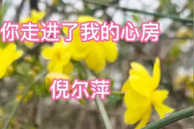 倪尔萍《你走进了我的心房》在心里，你是唯一，却为何让我心痛。视频封面