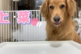 又来了，吃饱喝足给狗子做点饭，金毛开饭了，素菜烫嘴吗不愿意吃视频封面