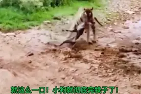 小狗和老虎较量！不料被老虎一口咬死！#动物世界 #老虎#精彩片段视频封面