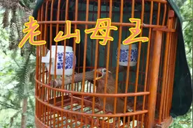 老山画眉母王大叫！视频封面