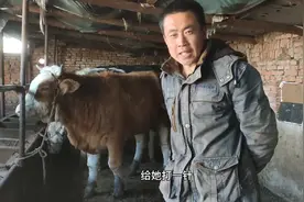 气温起伏不定，牛受不了刺激感冒了，笨拙的给它打一针退烧药视频封面