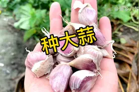 8月份如何种大蒜？这样剪一刀，发芽快出苗齐，我每年都这样种的视频封面