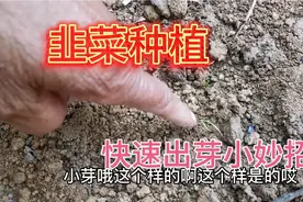韭菜种植出苗难不用急，一个简单小动作，5—7天发芽快出苗全视频封面