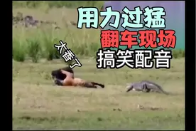来了哦！我又来了哦！【搞笑配音】视频封面